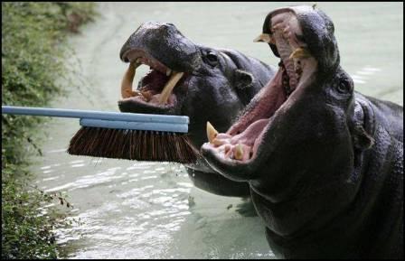 Brushing a Hippo's teeth-compressed